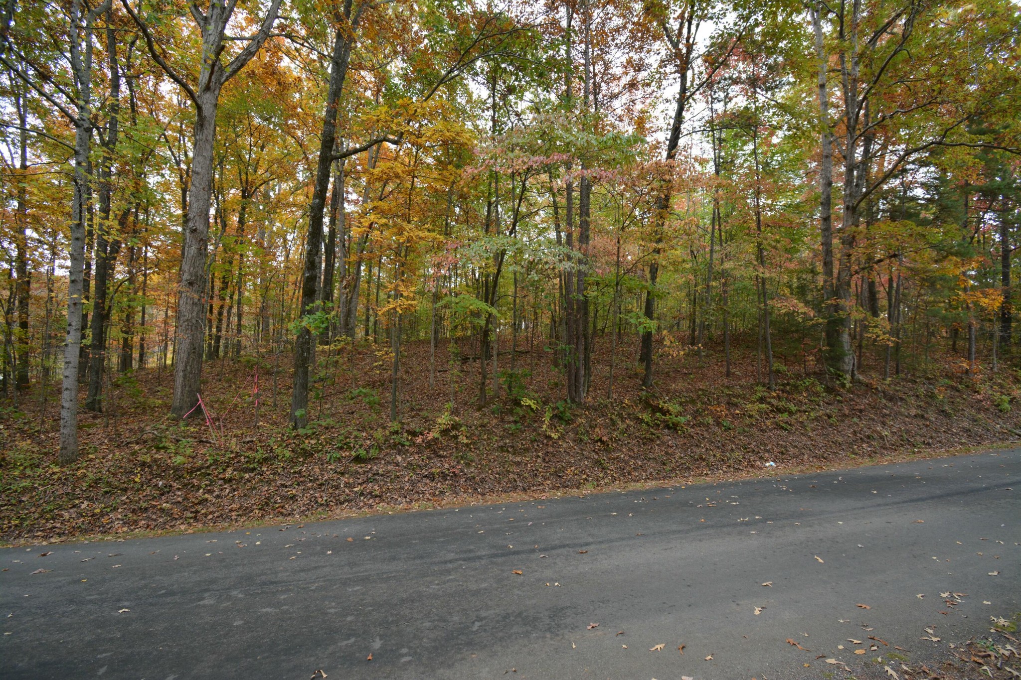 0 County Road 181 Decatur, TN 37322 - Photo 10 of 16 a view of a yard with trees in the background