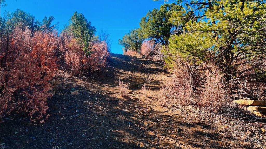 11298 Primero Ranch Road Trinidad, CO 81082 - Photo 15 of 36 a view of a tree in a yard