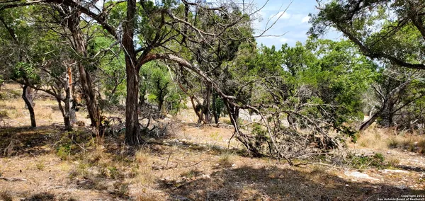 a view of a tree in the middle of a yard
