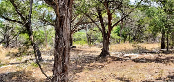 a view of a yard with plants and trees