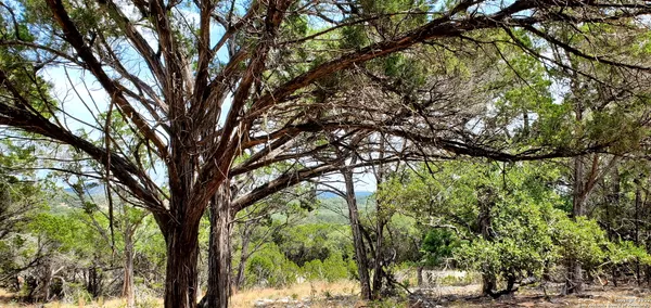 a view of a yard with a tree