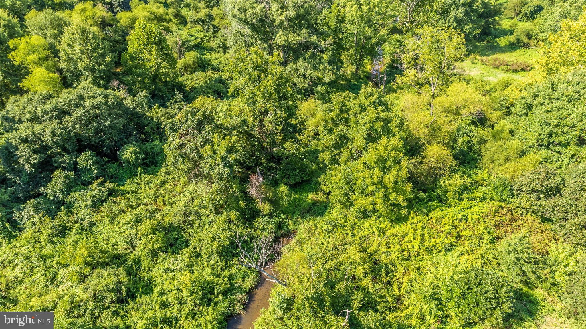 19101 Darnestown Road Poolesville, MD 20837 - Photo 24 of 27 a view of a lush green forest with large trees