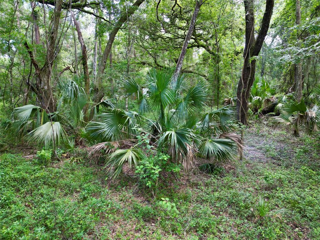 Tbd Southwest 31st Way Webster, FL 33597 - Photo 12 of 15