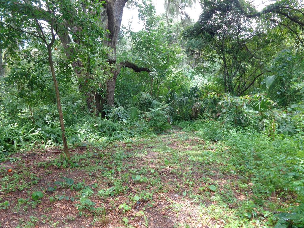 2878 Northeast 161st Street Citra, FL 32113 - Photo 28 of 38 a view of a lush green forest