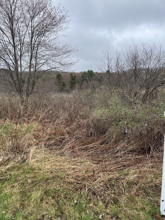 Lot 50 Reed Street Warren, MA 01083 - Photo 6 of 8 a view of a dry yard with trees
