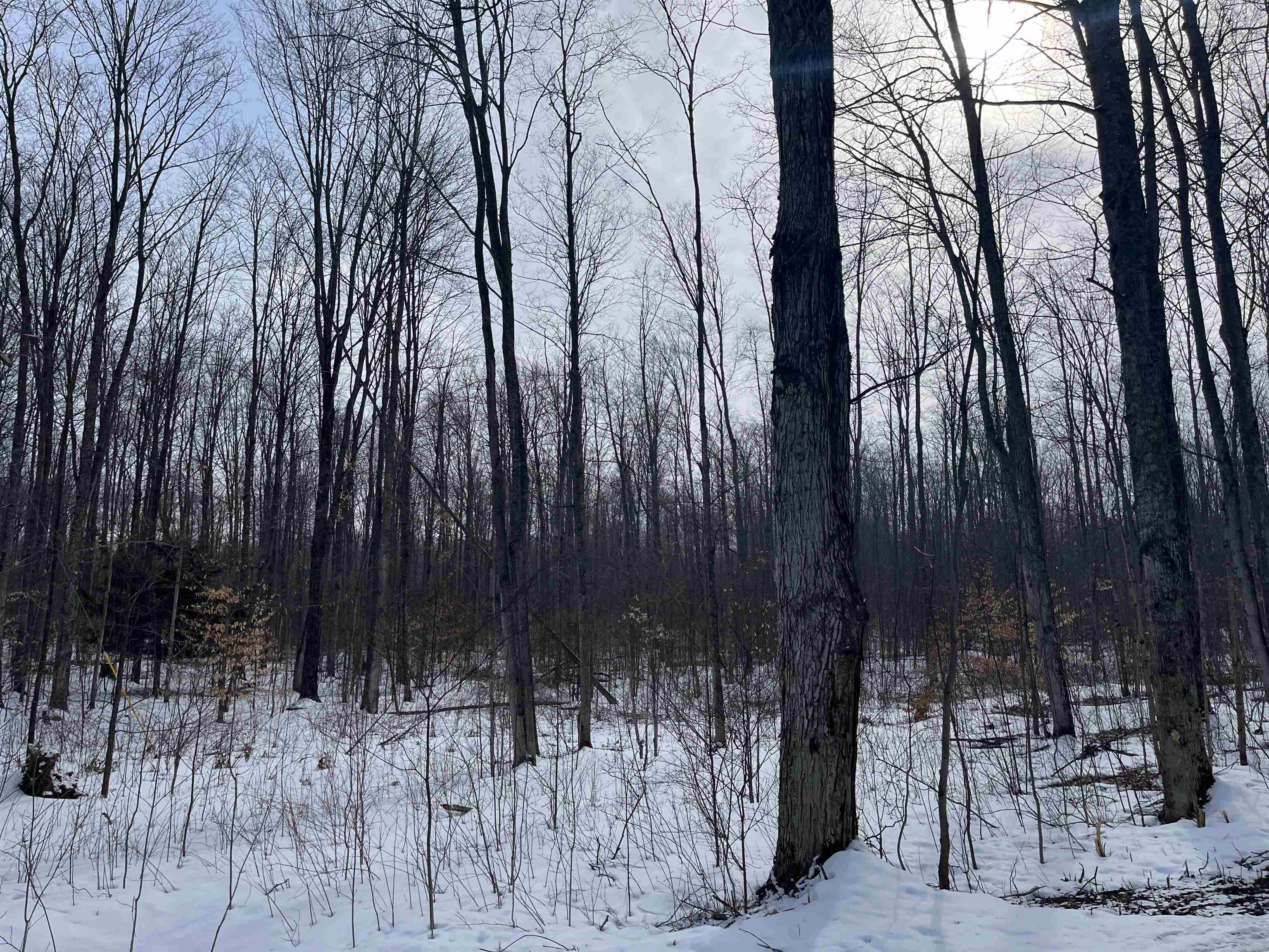 2 King Road, Unit LOT: 2 Benzonia, MI 49616 - Photo 11 of 14