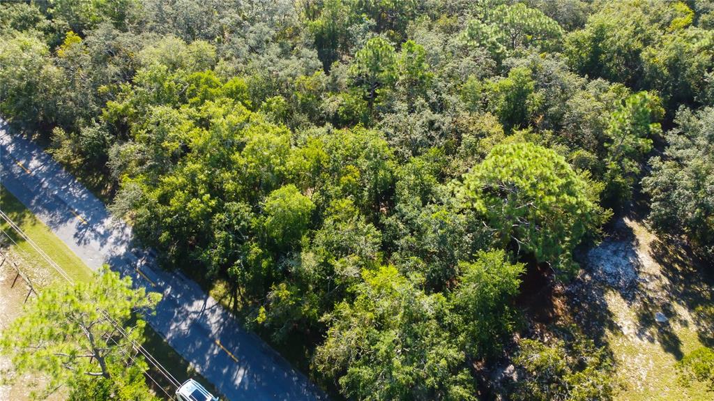 9670 Star Trail New Port Richey, FL 34654 - Photo 8 of 29 a view of a lush green forest