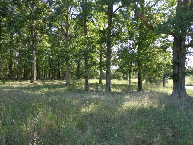 a view of yard with trees