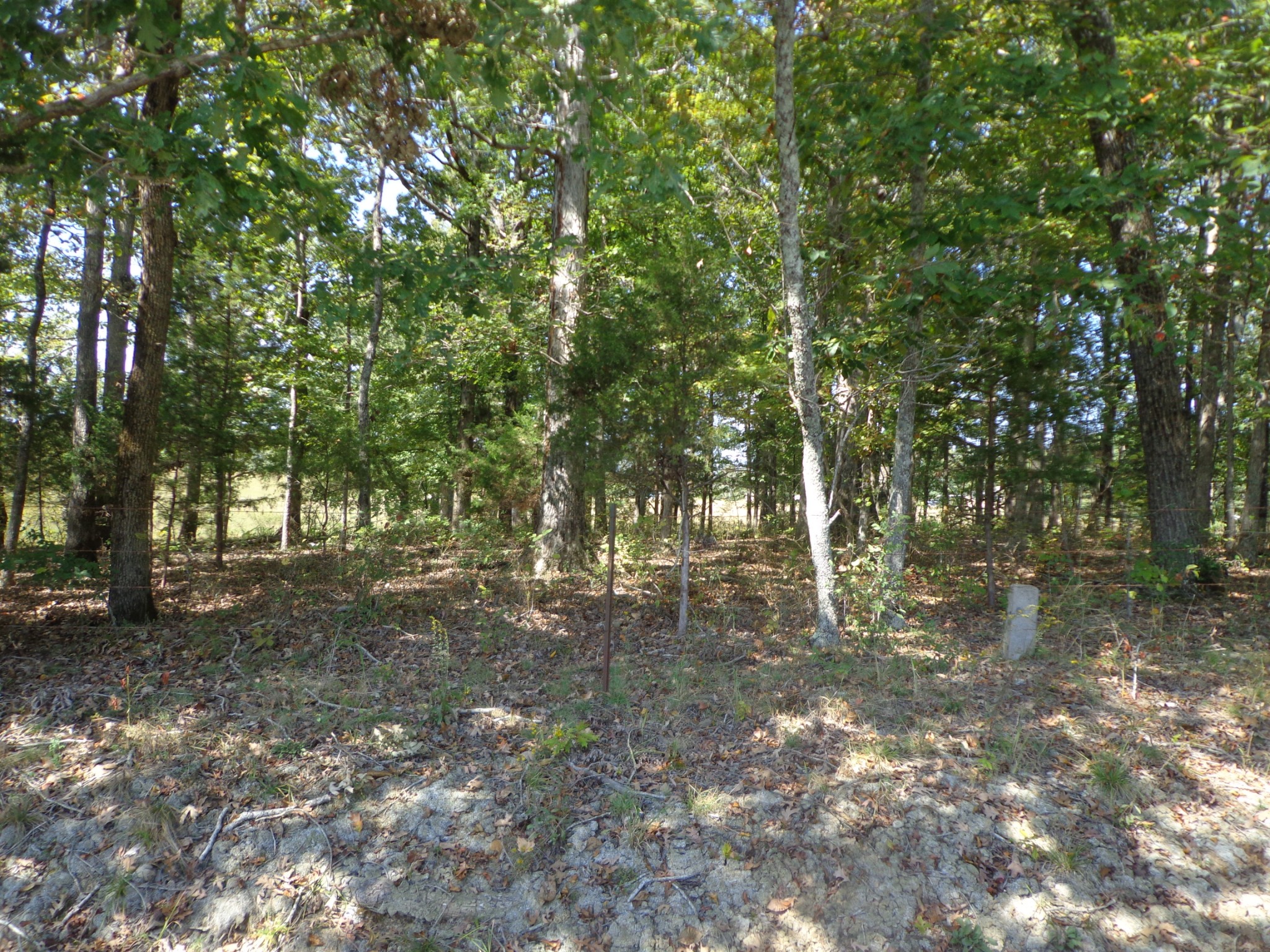 1551 Tennessee Ridge Road Waverly, TN 37185 - Photo 14 of 21 a backyard of a house with lots of green space
