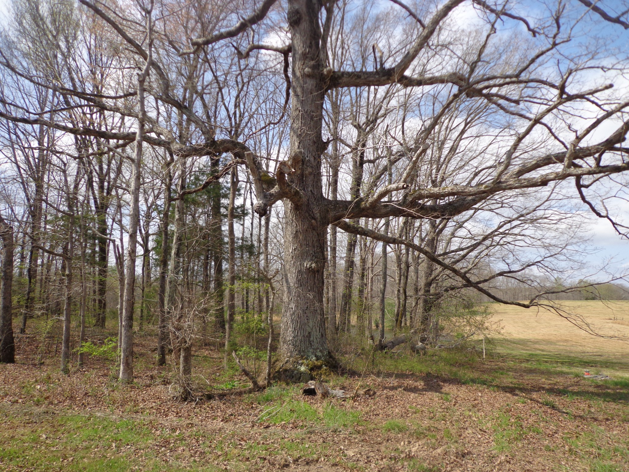 1551 Tennessee Ridge Road Waverly, TN 37185 - Photo 3 of 19