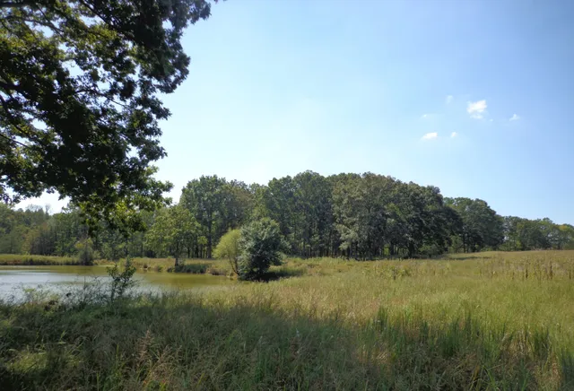a view of a lush green field