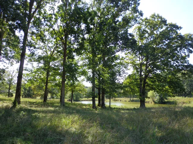 a big yard with lots of green space and deers