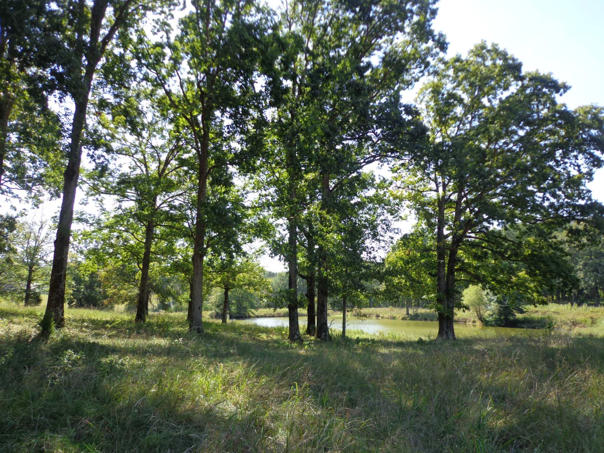 1551 Tennessee Ridge Road Waverly, TN 37185 - Photo 5 of 21 a big yard with lots of green space and deers