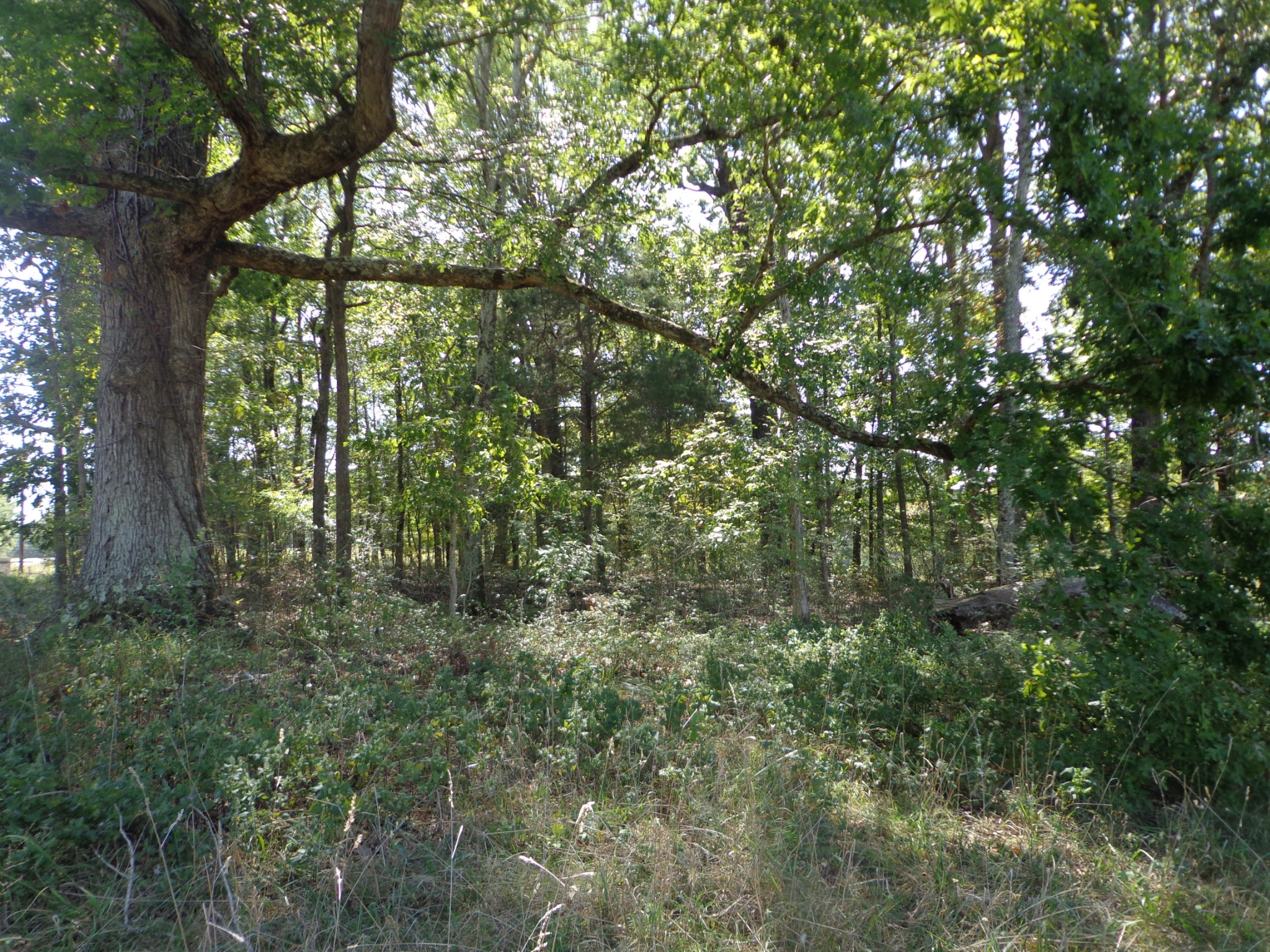 1551 Tennessee Ridge Road Waverly, TN 37185 - Photo 8 of 21 a view of forest