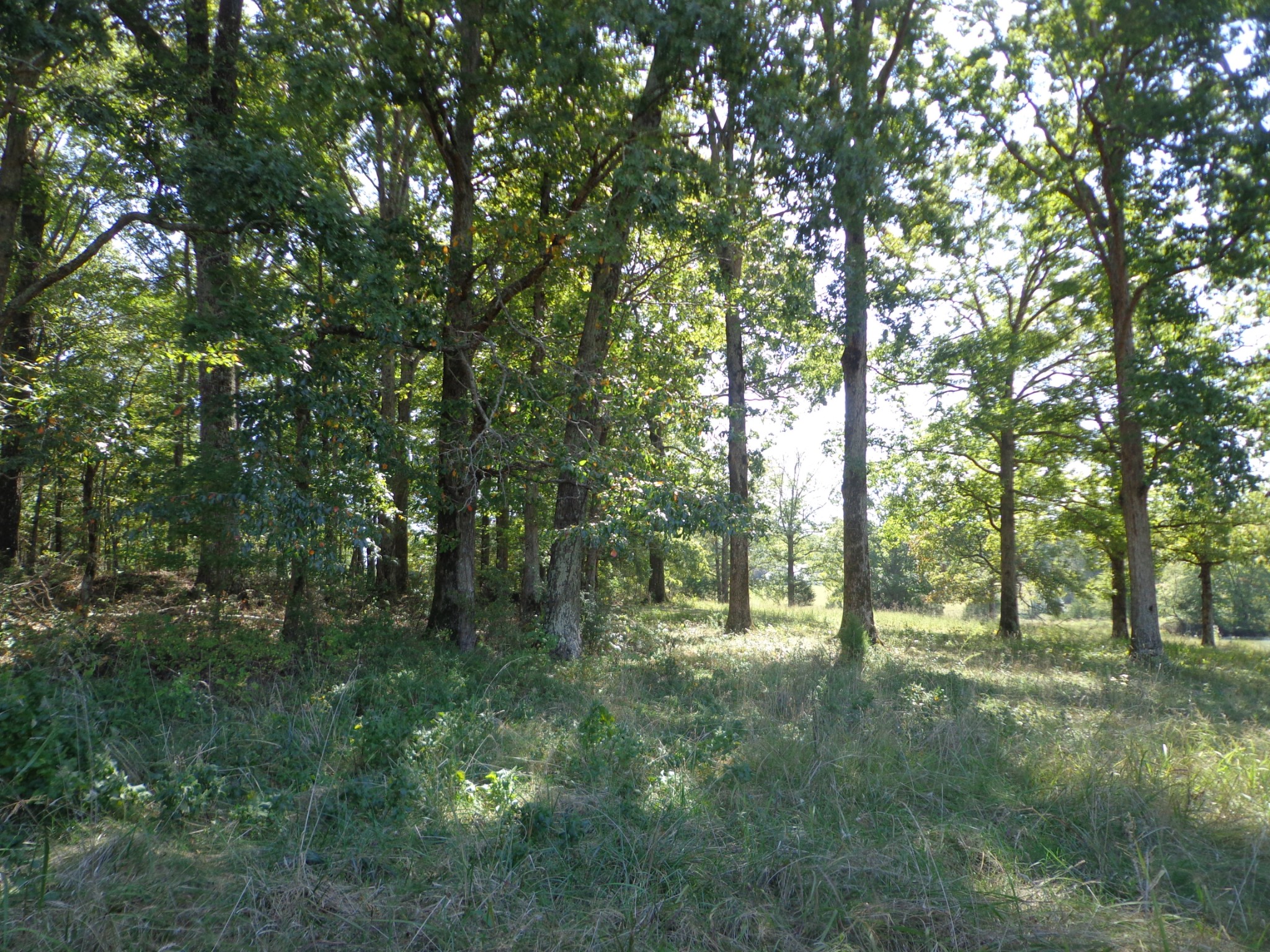 1551 Tennessee Ridge Road Waverly, TN 37185 - Photo 9 of 21 a view of outdoor space and yard
