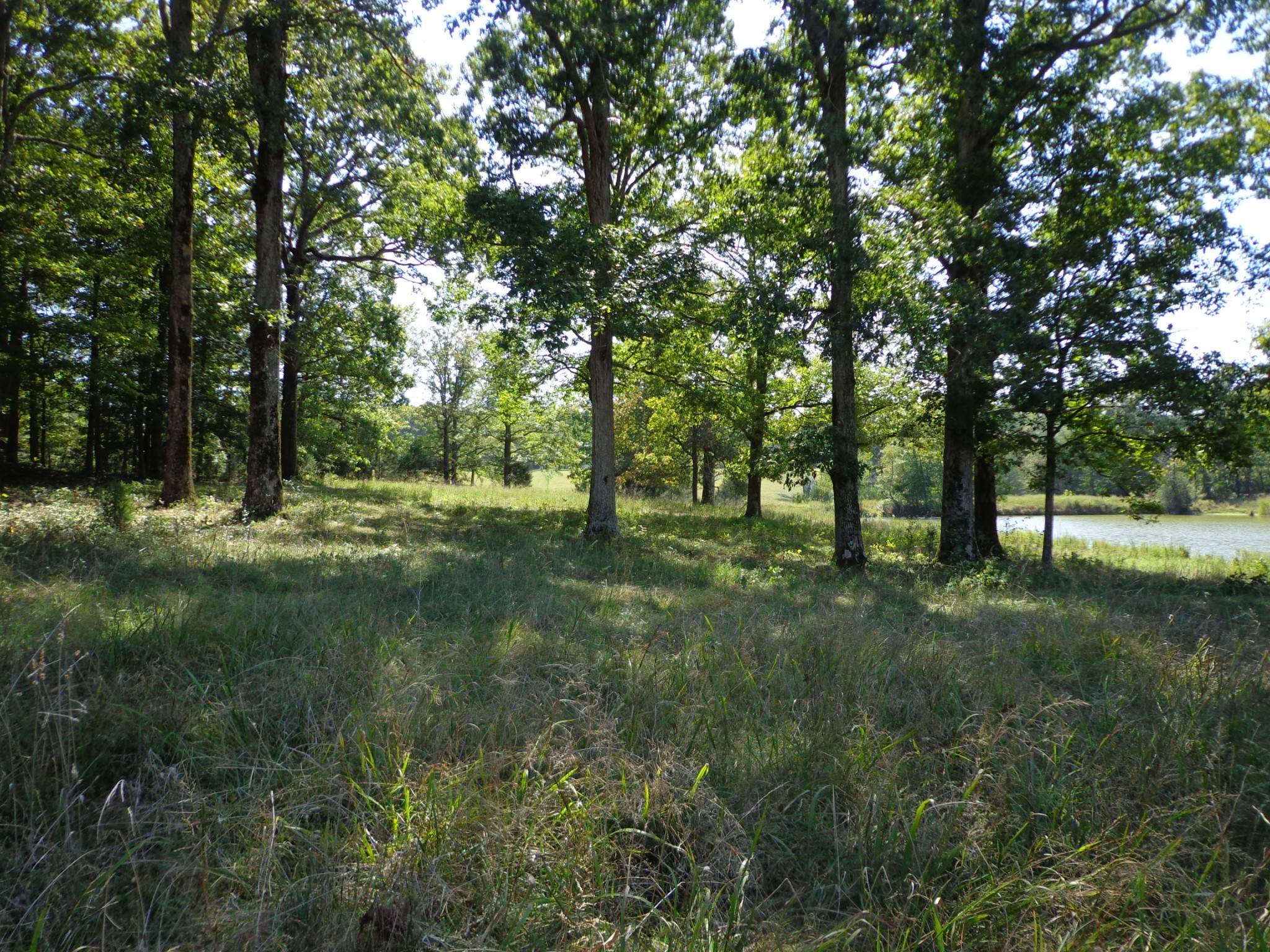 1551 Tennessee Ridge Road Waverly, TN 37185 - Photo 10 of 21 a view of outdoor space with trees all around