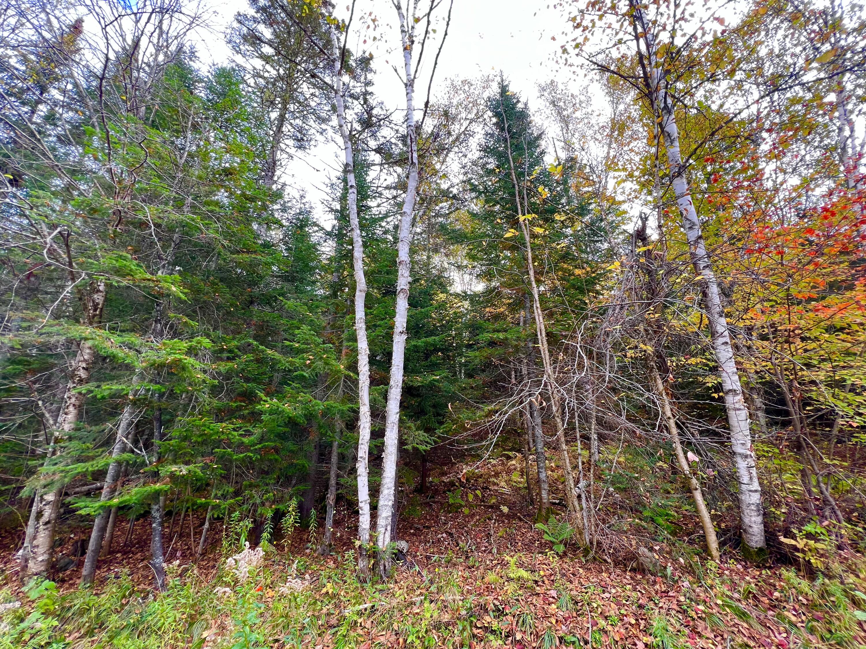 13-30 Overlook Road Sandy River Plt, ME 04970 - Photo 19 of 24 Birch Trees
