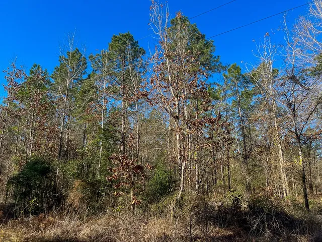 $441,000 | 5 Louisville Road, Groveton, TX 75845