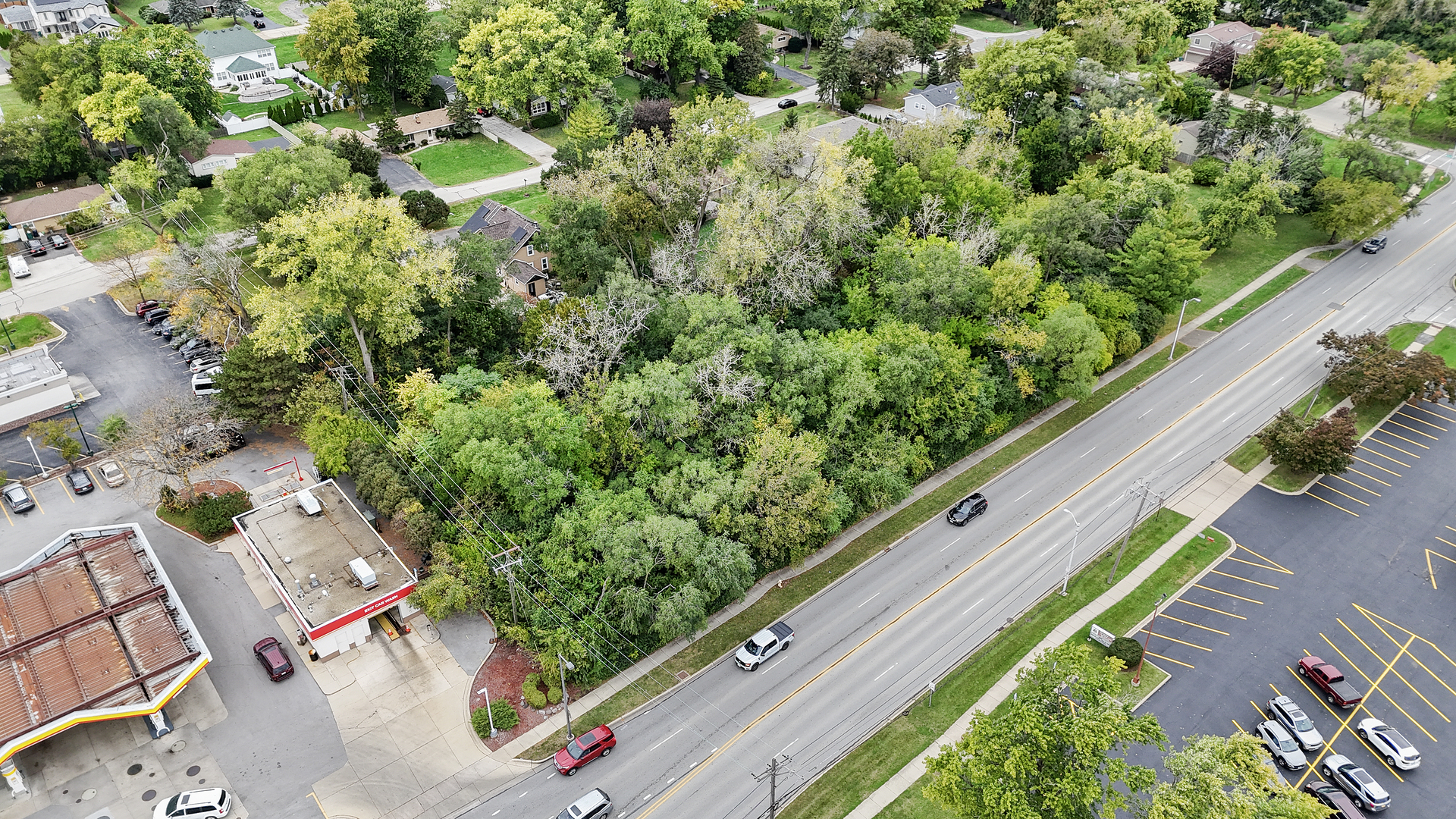 a view of a garden with plants