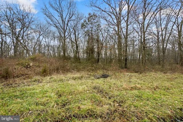 a view of yard with trees