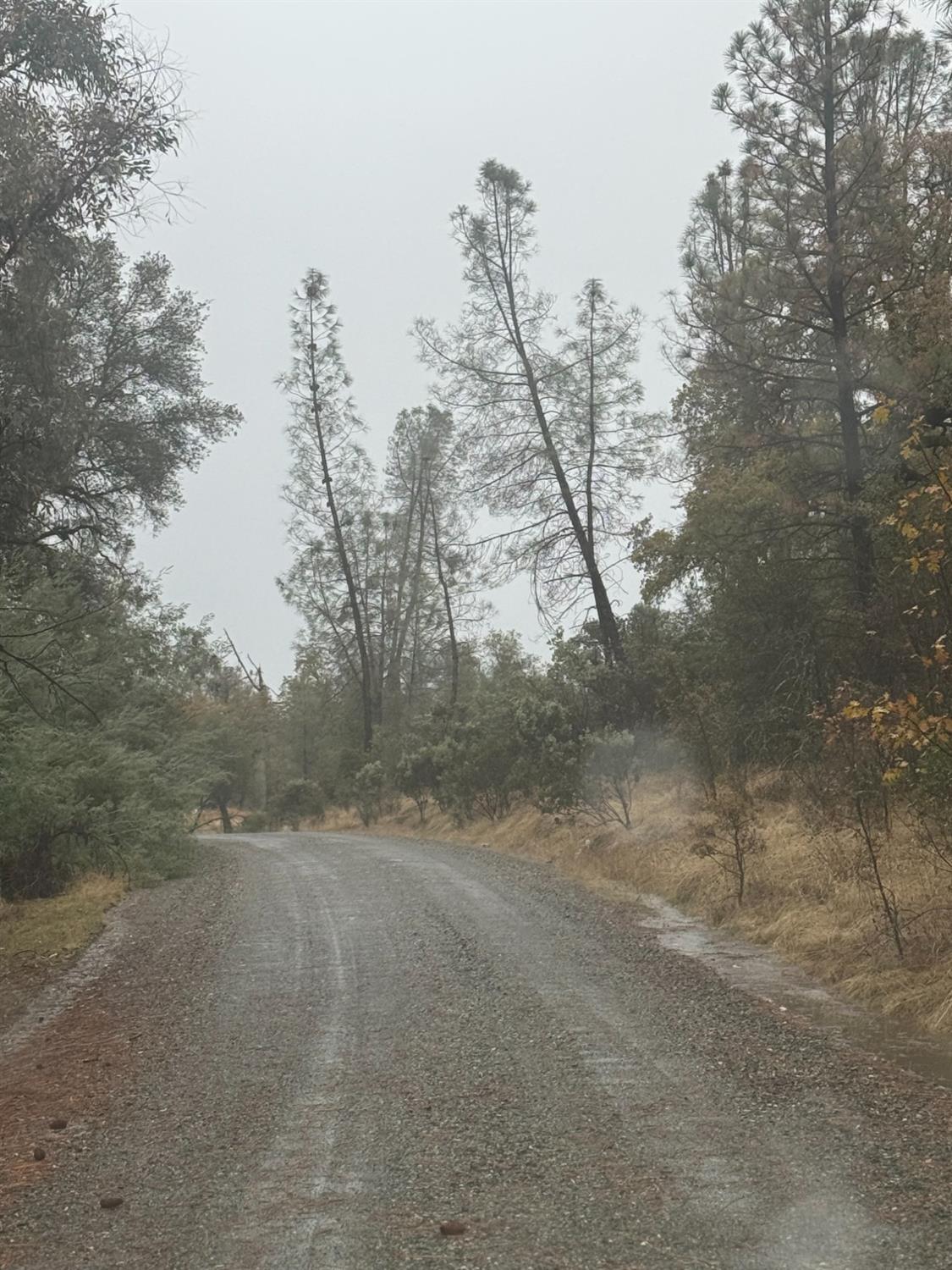 13710 Yuba-Nevada Road Dobbins, CA 95935 - Photo 2 of 3 a view of a field with trees in the background