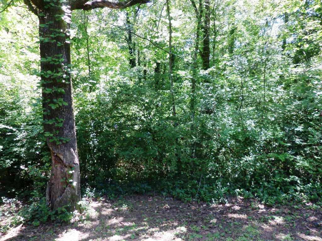 167 California Avenue Oak Ridge, TN 37830 - Photo 17 of 19 backyard