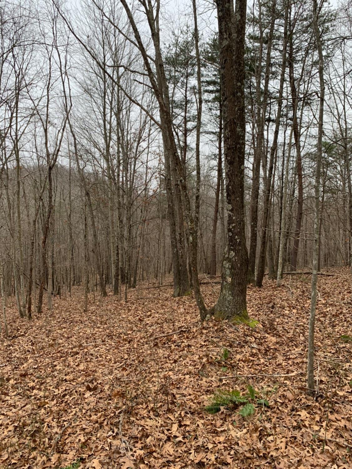 0 Bear Run Road South Webster, OH 45682 - Photo 33 of 48 Gallery Image 33