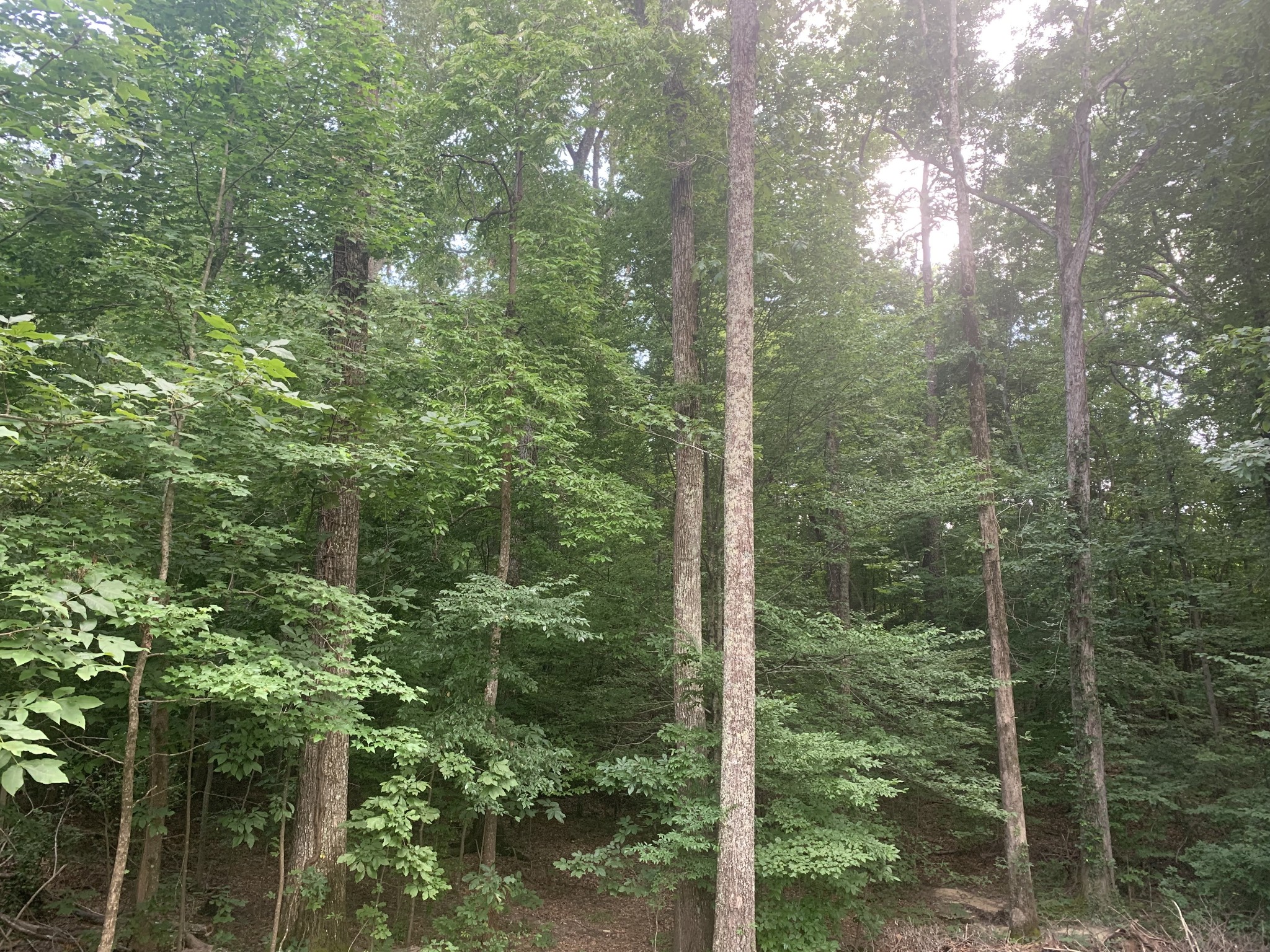 55 Old Road Counce, TN 38326 - Photo 30 of 30 Gallery Image 30