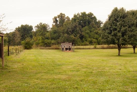 3757 Hoods Branch Road Springfield, TN 37172 - Photo 18 of 20 Bring the chickens!