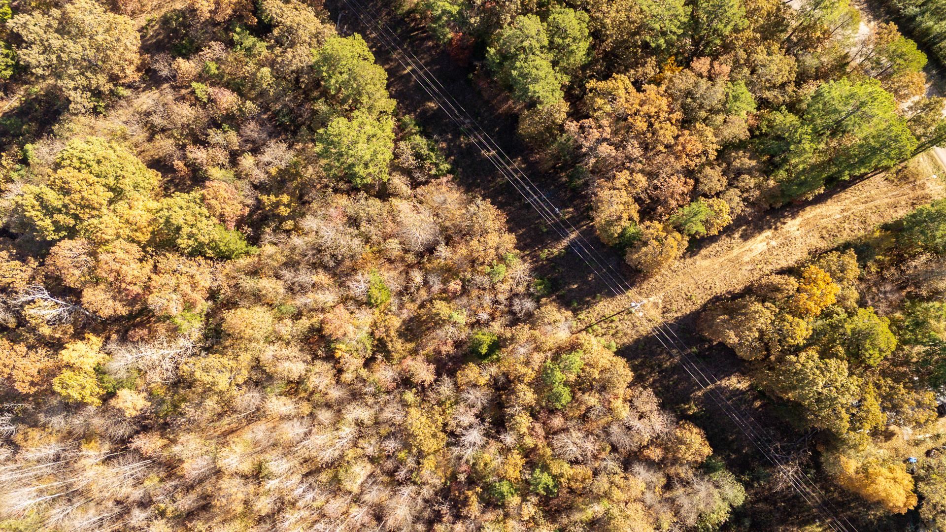 8069 Old Stage Road Adamsville, TN 38310 - Photo 13 of 34 a view of a tree