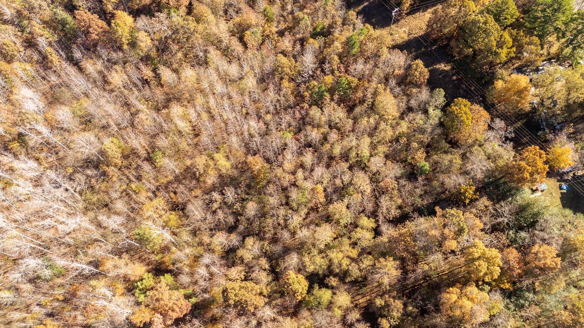 8069 Old Stage Road Adamsville, TN 38310 - Photo 15 of 34 a close up of a plant