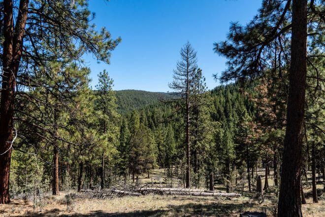 24302 Ochoco Ranger Road Prineville, OR 97754 - Photo 8 of 9 timber ranch oregon ochoco creek ranch m