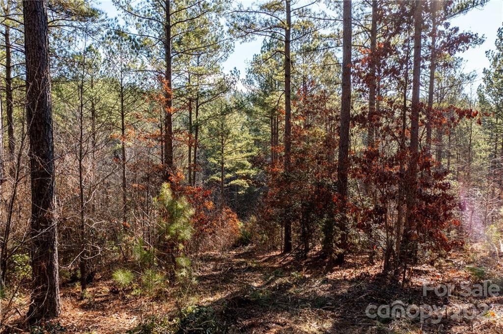 G3 Dry Ponds Road Granite Falls, NC 28630 - Photo 4 of 10 a view of a tree