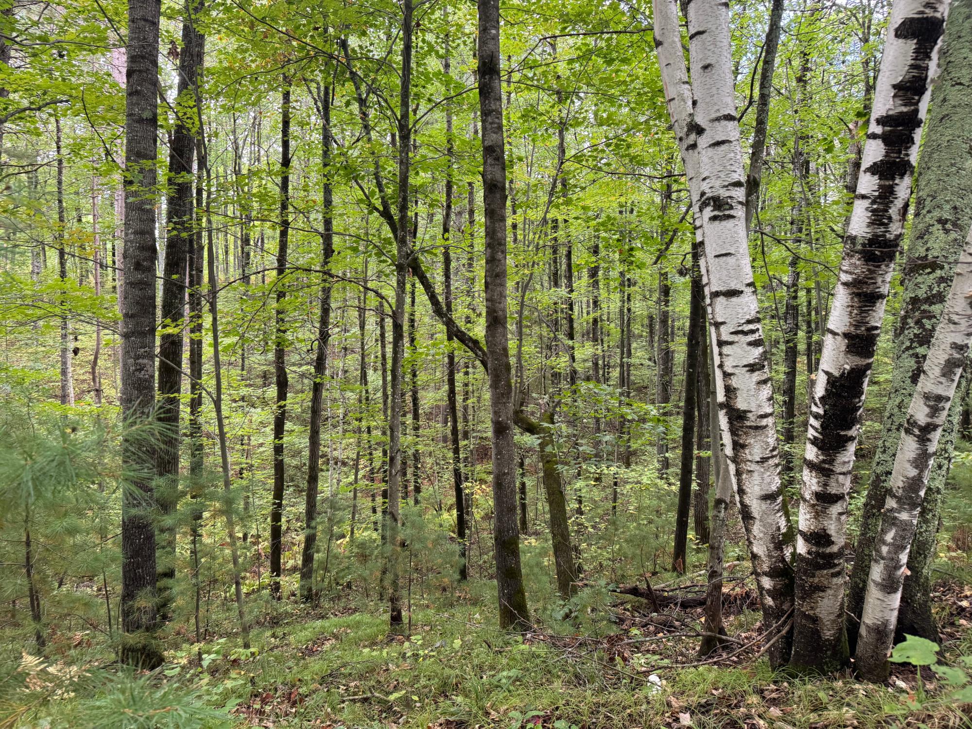 Lot #5 Sutton Road Minocqua, WI 54548 - Photo 1 of 15 Gallery Image 1
