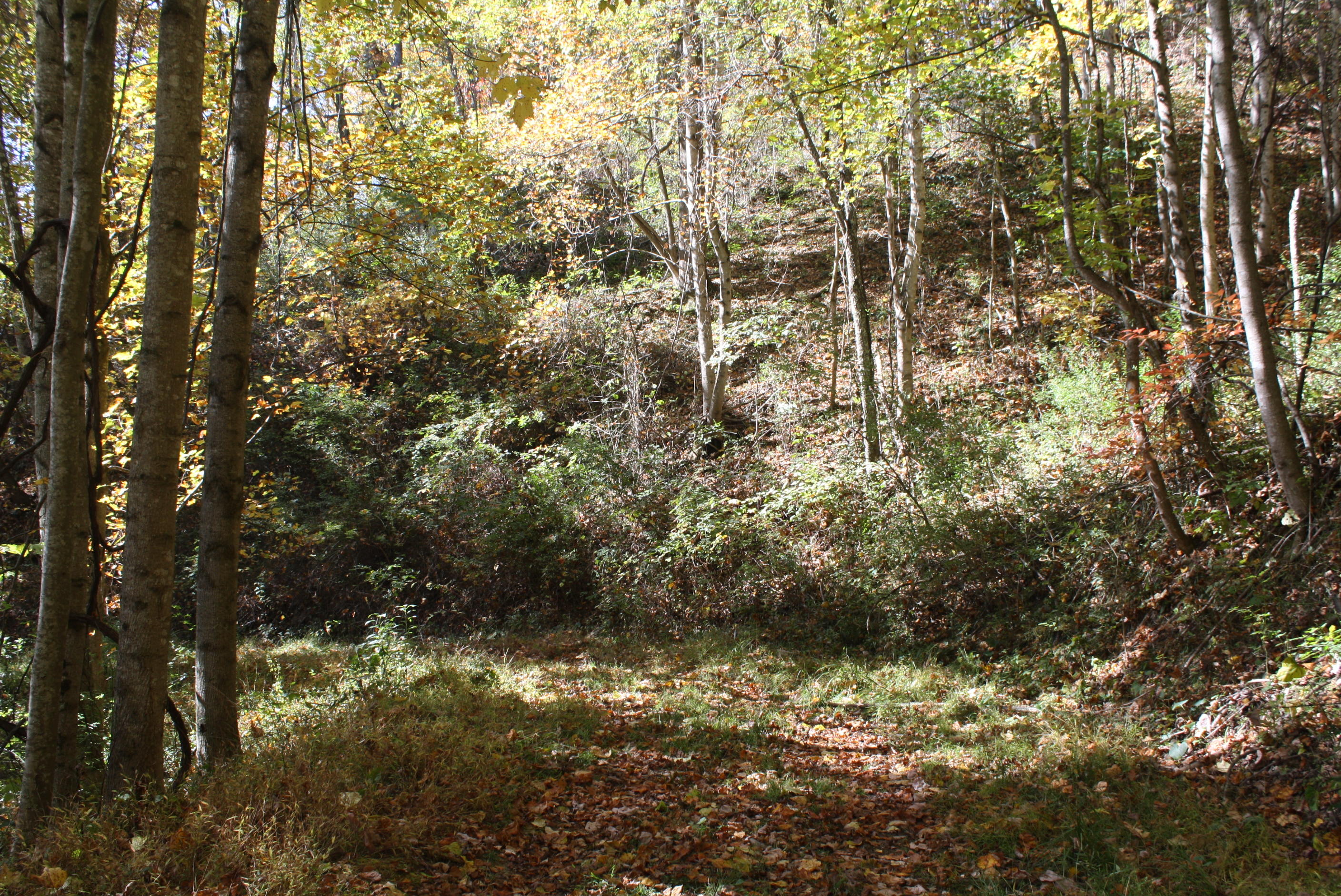 Beech Run Road Jumping Branch, WV 25969 - Photo 31 of 45 Gallery Image 31