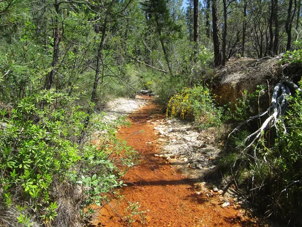 a view of a yard with plants and large trees