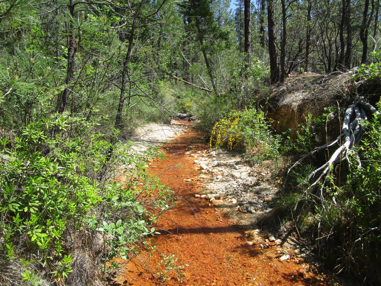 15699 Tyler Foote Road Nevada City, CA 95959 - Photo 1 of 23 a view of a yard with plants and large trees
