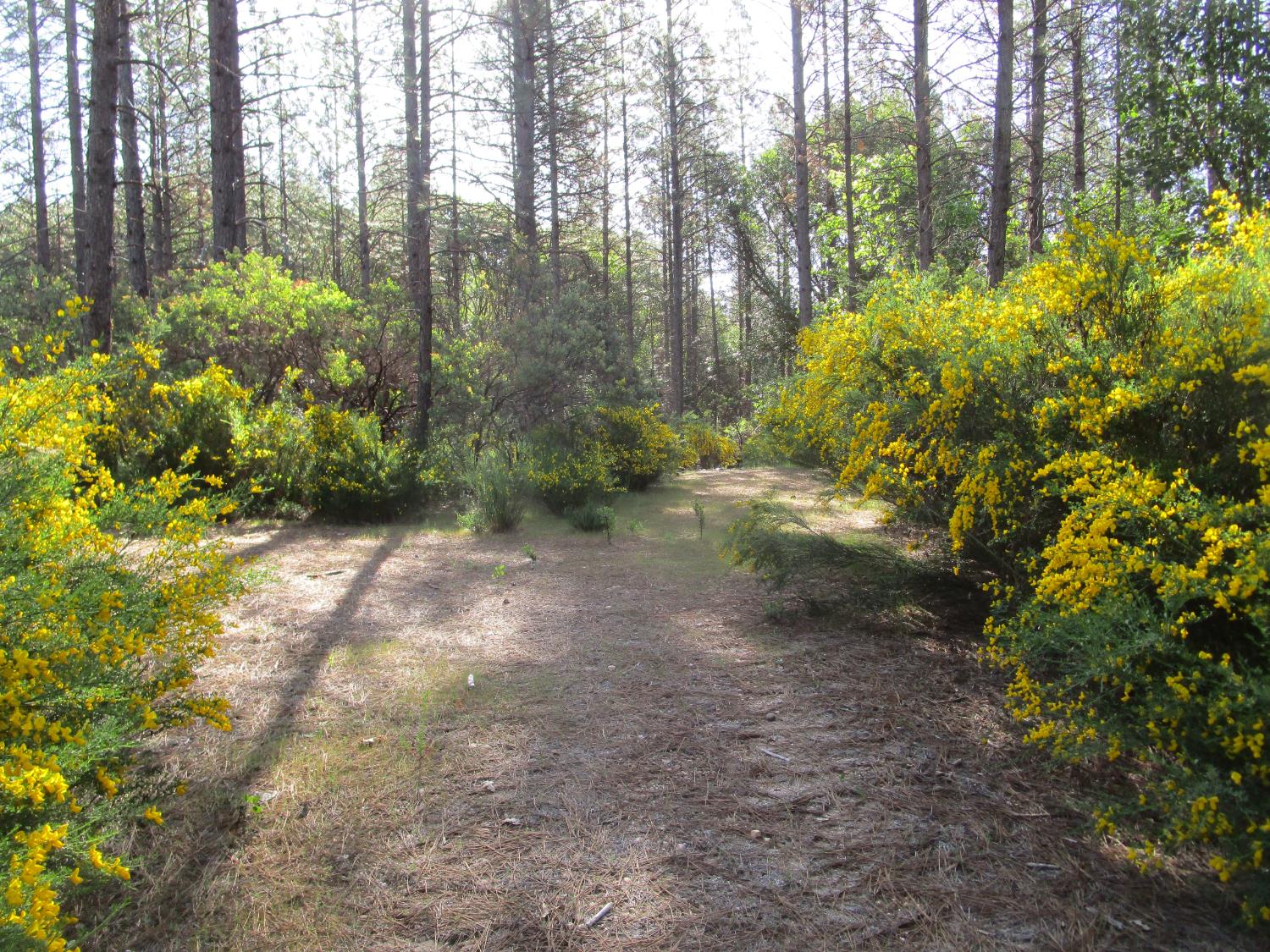 15699 Tyler Foote Road Nevada City, CA 95959 - Photo 11 of 23 a view of a yard with plants and large trees