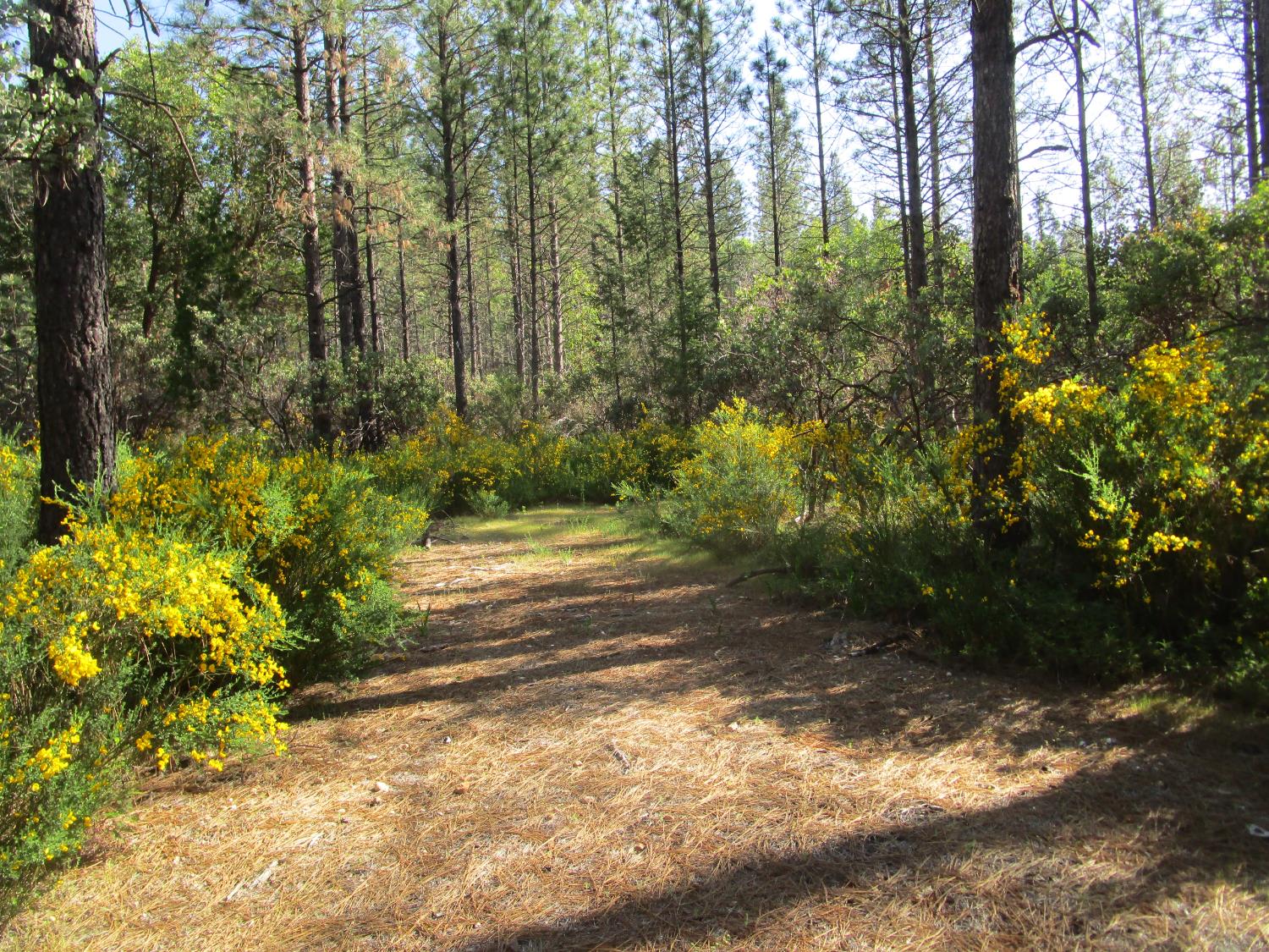 15699 Tyler Foote Road Nevada City, CA 95959 - Photo 12 of 23 a view of a yard with plants and trees