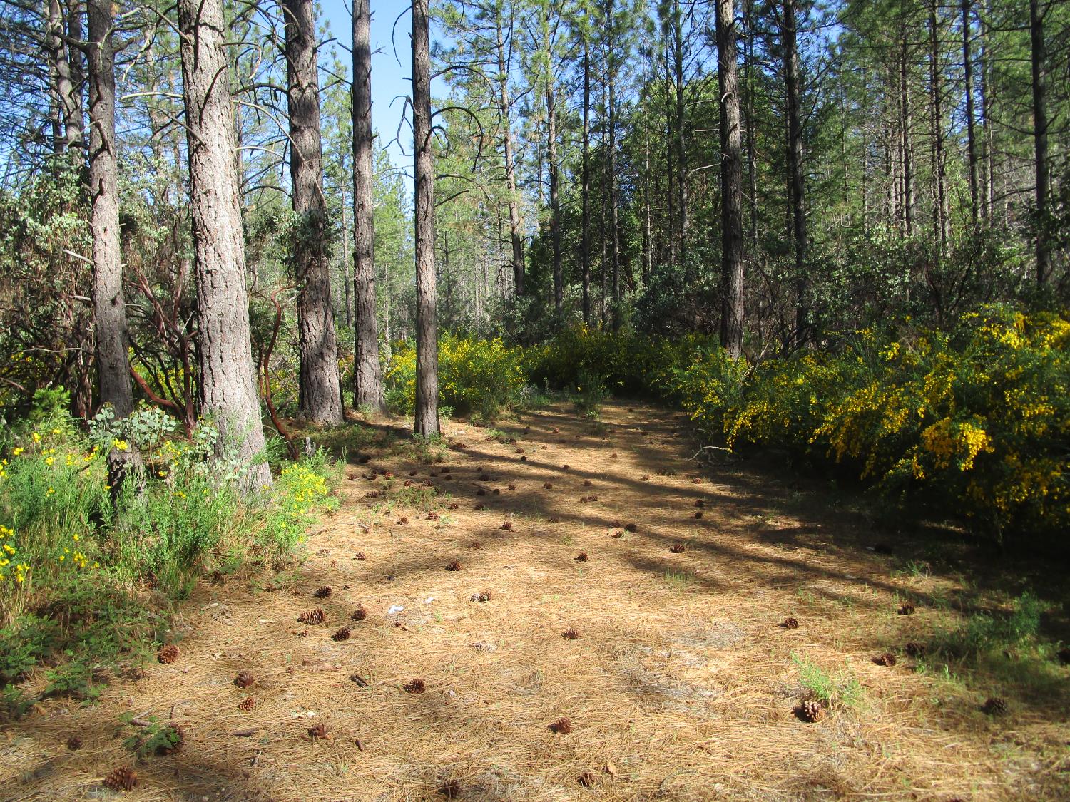 15699 Tyler Foote Road Nevada City, CA 95959 - Photo 13 of 23 a view of outdoor space with trees