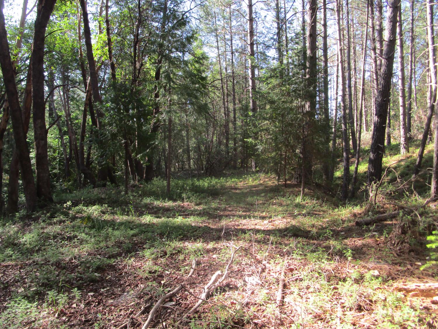 15699 Tyler Foote Road Nevada City, CA 95959 - Photo 14 of 23 a backyard of a house with lots of green space
