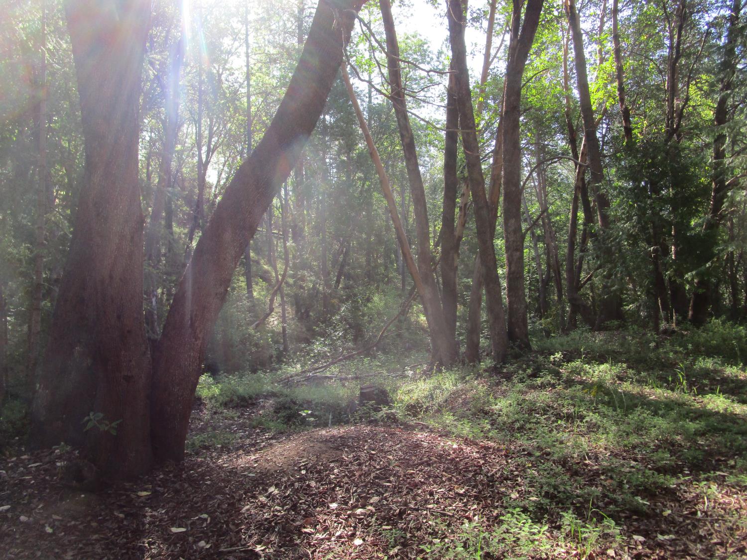 15699 Tyler Foote Road Nevada City, CA 95959 - Photo 15 of 23 a backyard of a house with lots of green space