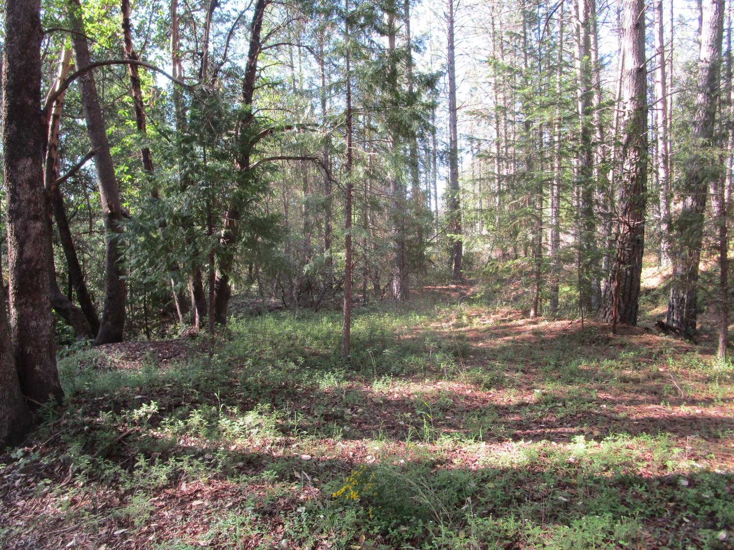 15699 Tyler Foote Road Nevada City, CA 95959 - Photo 16 of 23 a view of a yard with a tree