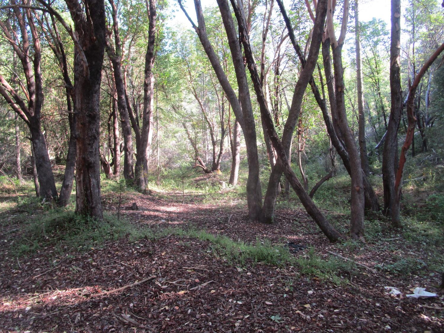 15699 Tyler Foote Road Nevada City, CA 95959 - Photo 17 of 23 a view of outdoor space and trees