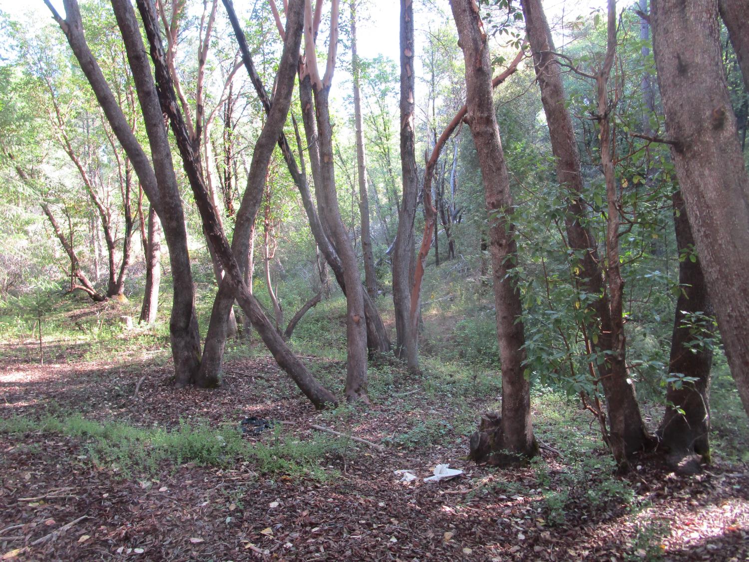 15699 Tyler Foote Road Nevada City, CA 95959 - Photo 18 of 23 a view of outdoor space and green space