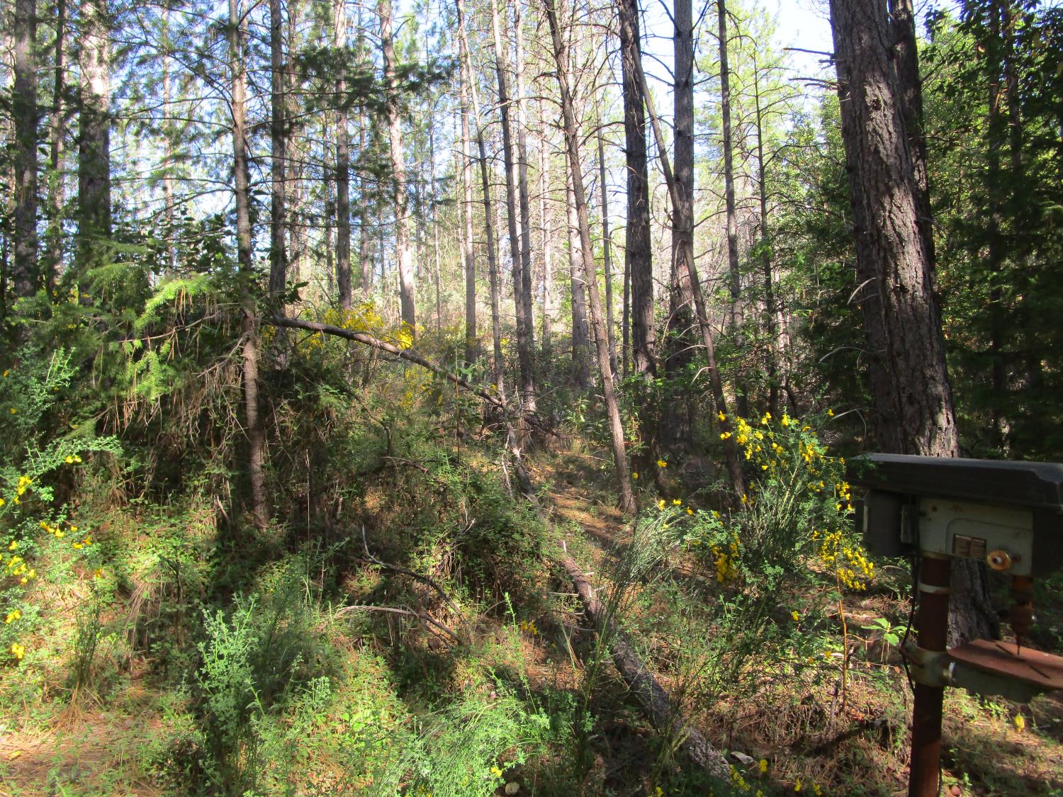 15699 Tyler Foote Road Nevada City, CA 95959 - Photo 19 of 23 a view of forest
