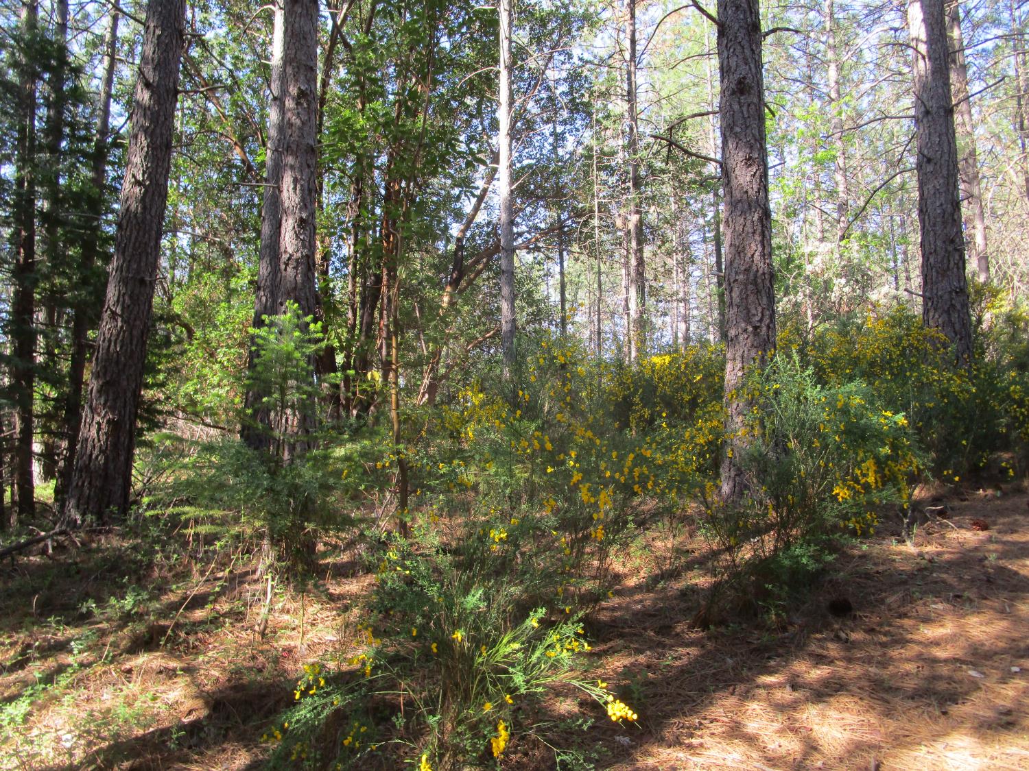 15699 Tyler Foote Road Nevada City, CA 95959 - Photo 20 of 23 a view of forest