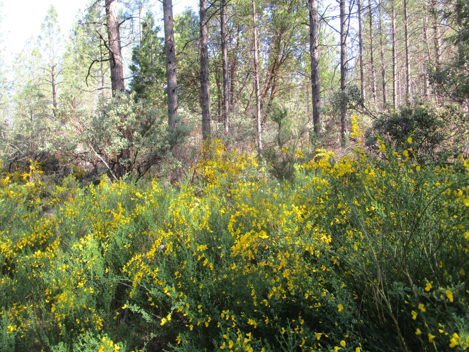 15699 Tyler Foote Road Nevada City, CA 95959 - Photo 21 of 23 a view of forest
