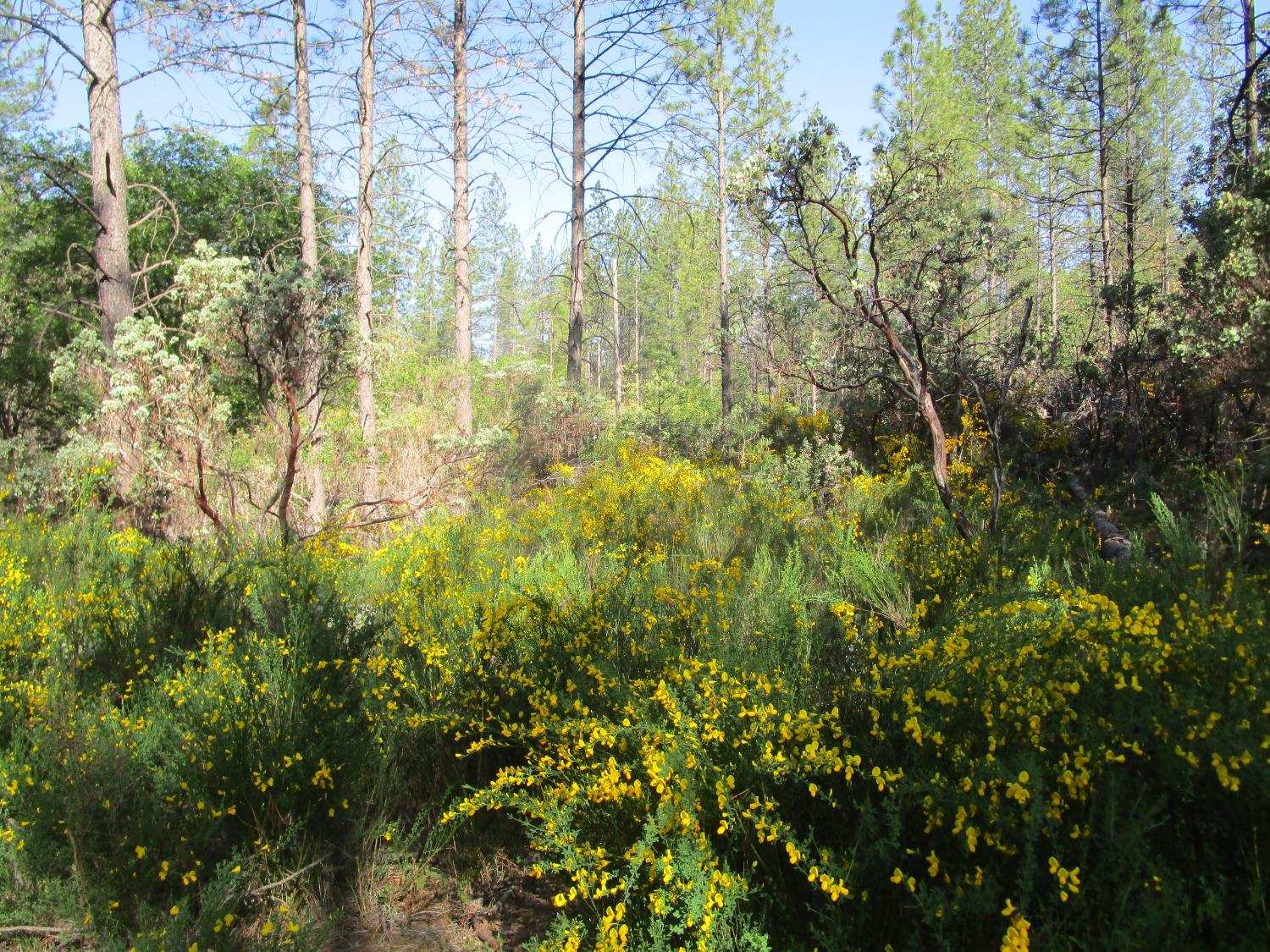 15699 Tyler Foote Road Nevada City, CA 95959 - Photo 22 of 23 a view of a yard with plants and tree