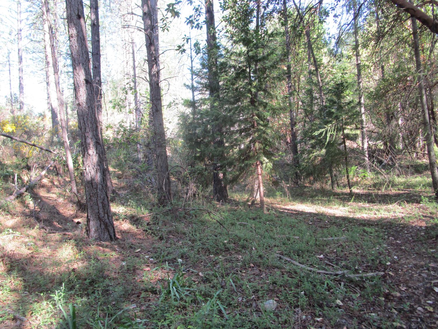 15699 Tyler Foote Road Nevada City, CA 95959 - Photo 5 of 23 a backyard of a house with lots of green space